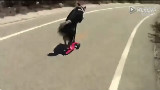 这只狗在成精的道路上越走越远